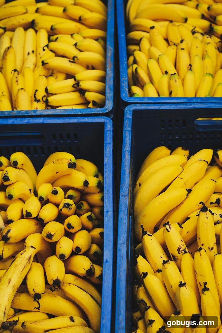 Lian Hua Chun Fruits (Bugis Street)