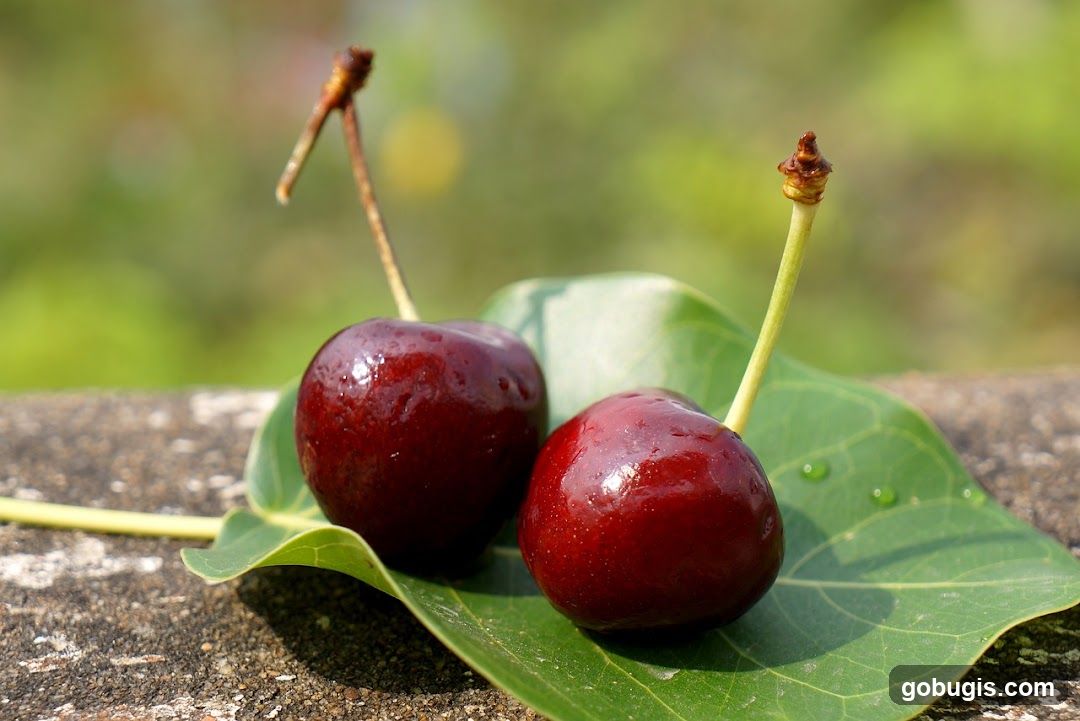 Two Cherries on a Leaf