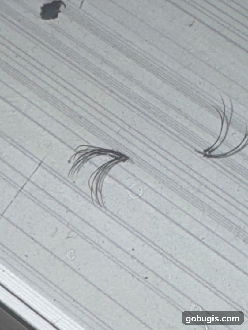 Fanned Eyelashes