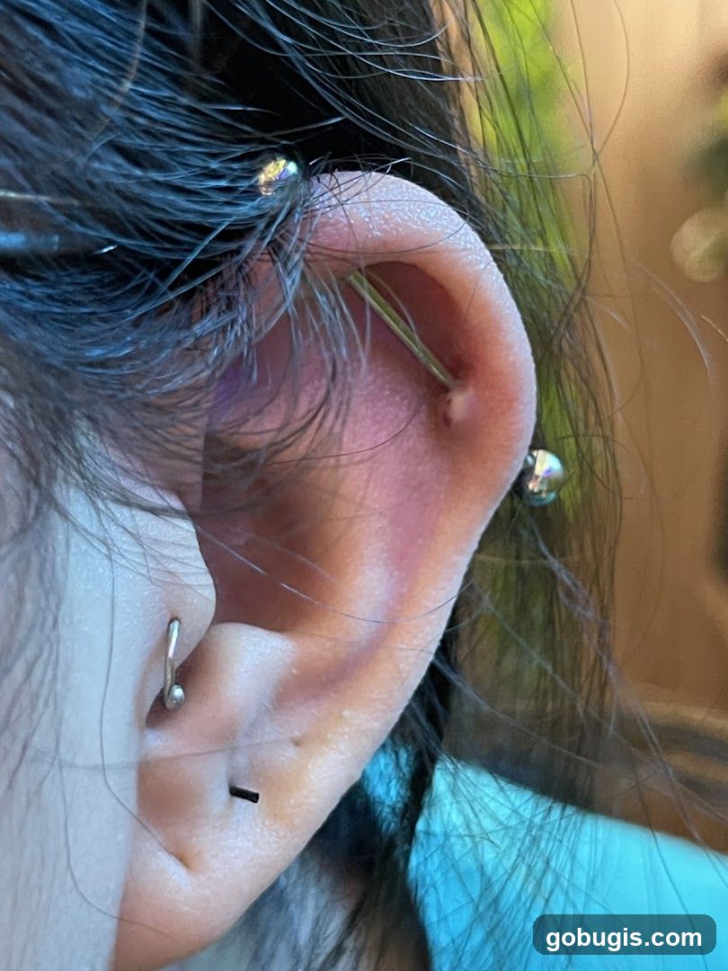 Ear Piercings