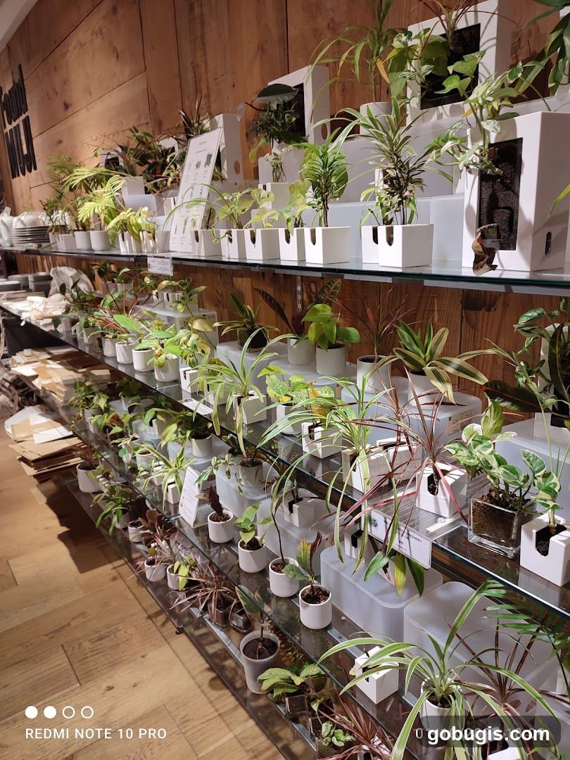 Indoor Plants Display