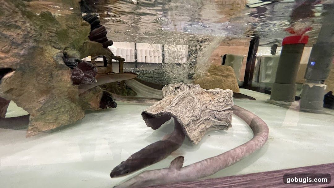 Eel Tank