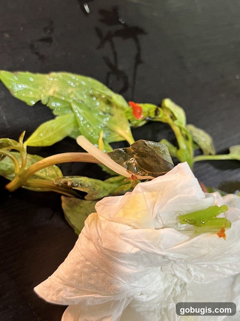 Plant with Paper Towel