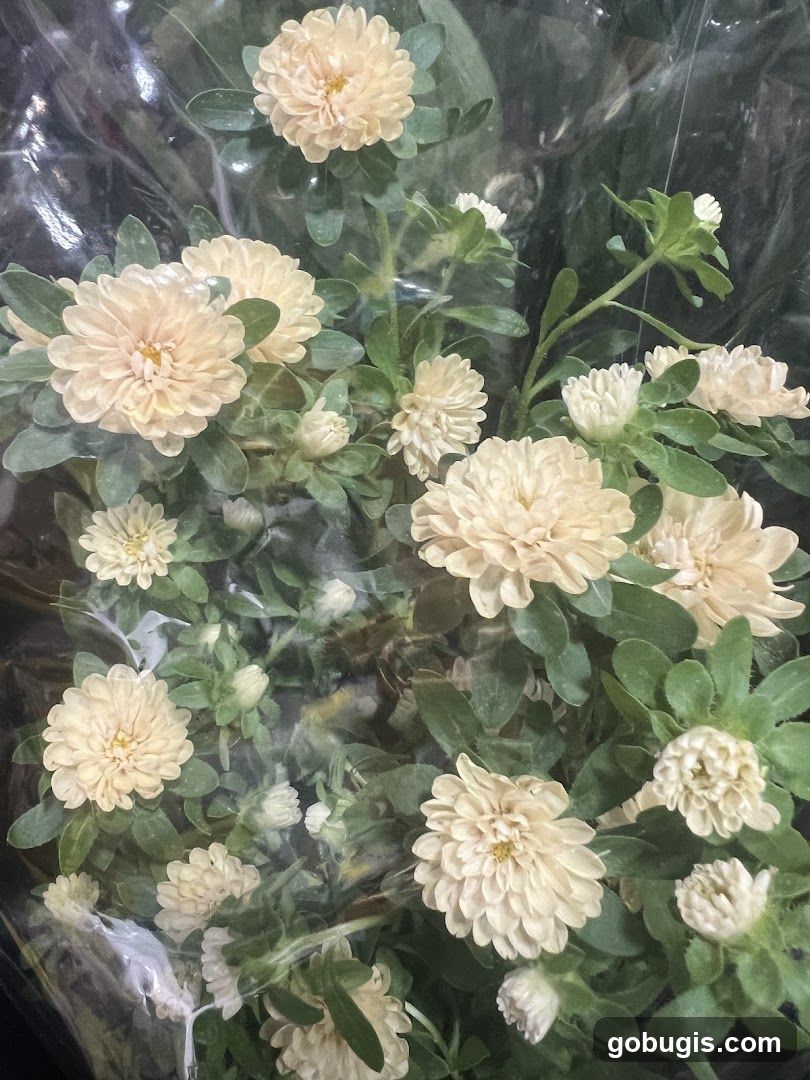 Cream Chrysanthemums