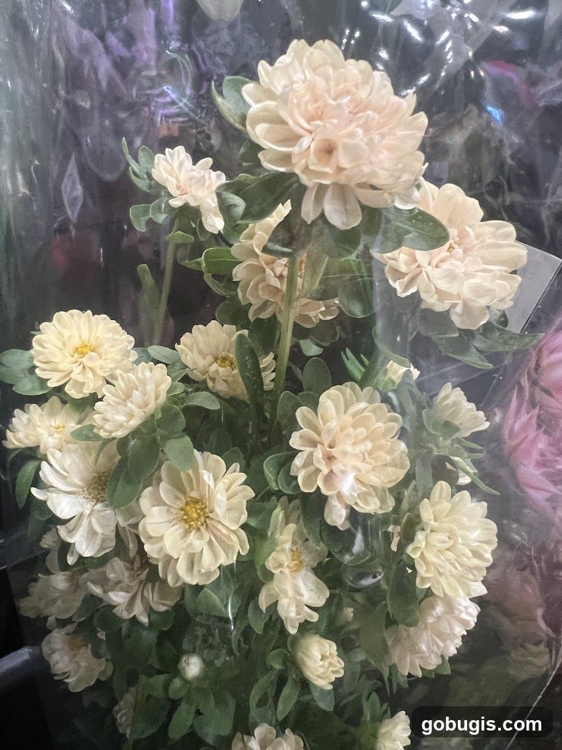 Cream Chrysanthemums