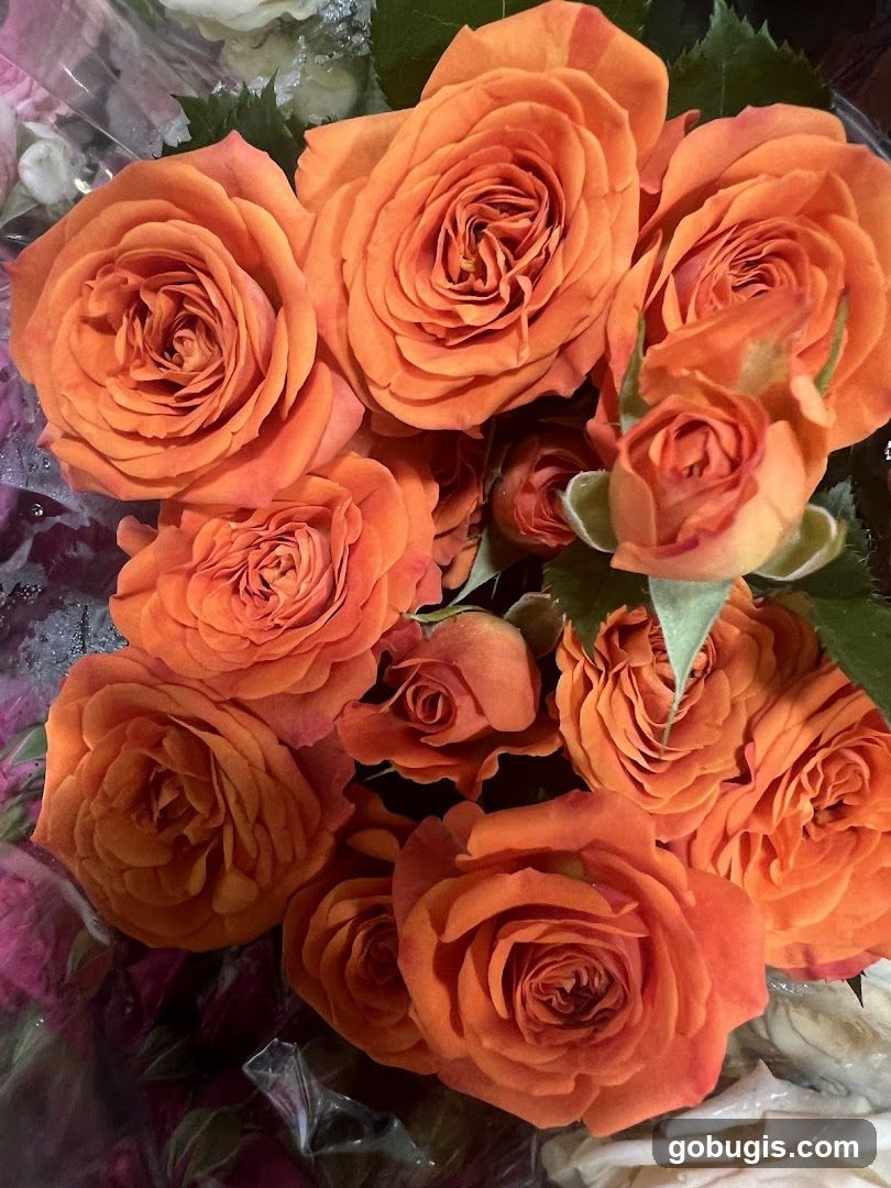 Orange Roses