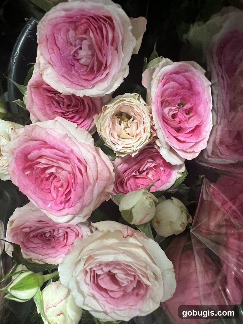 Pink and White Roses