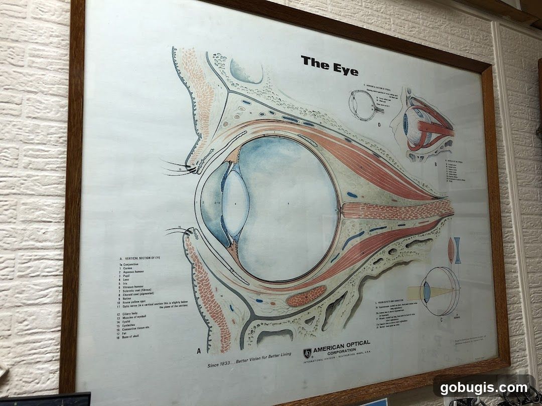 Anatomy of the Eye Chart