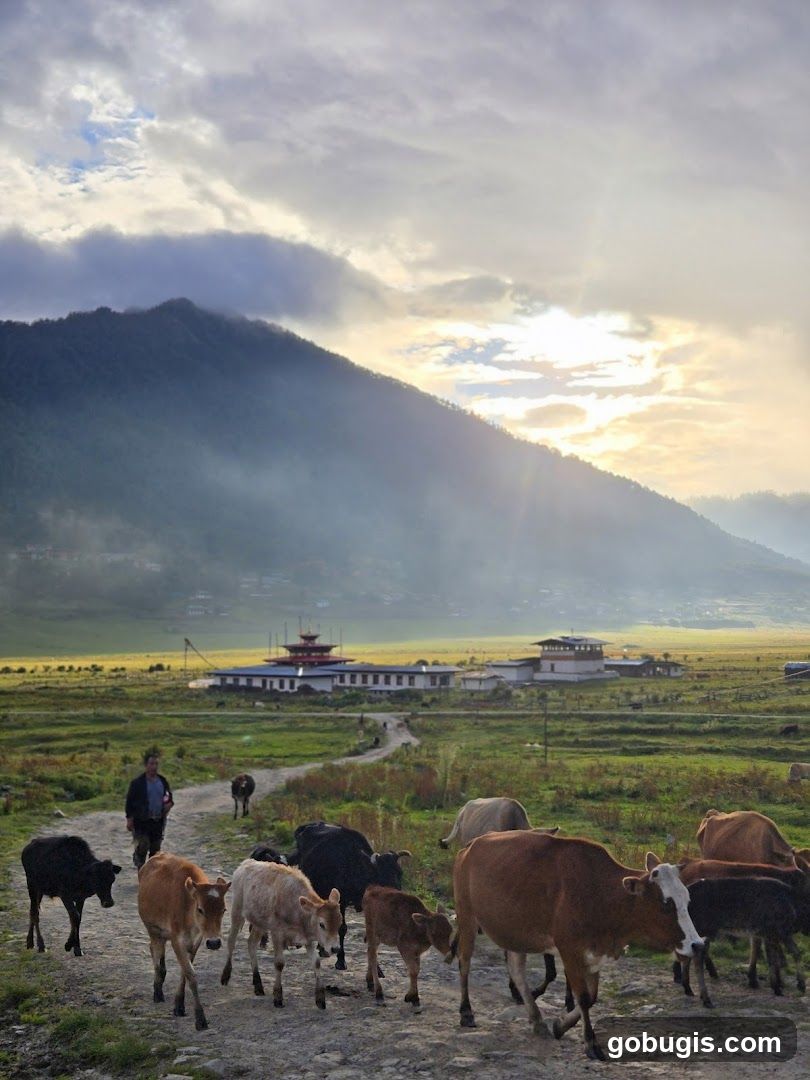 Cows on a dirt road with a building in the background