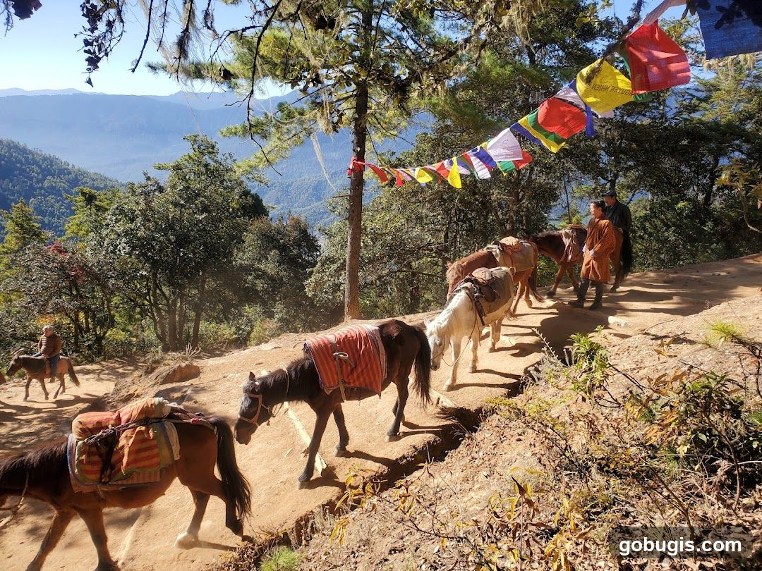 Horses on a Mountain Trail