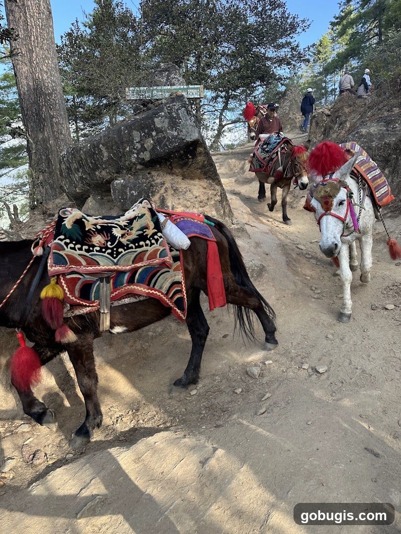Donkeys on a Mountain Path