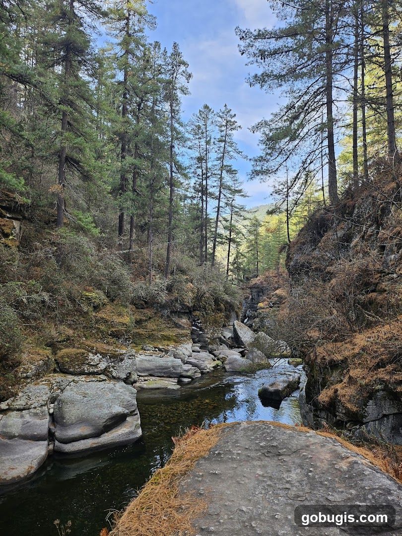 Forest Stream