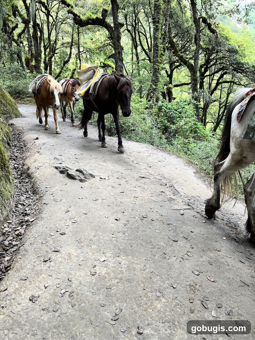 Horses on a forest path