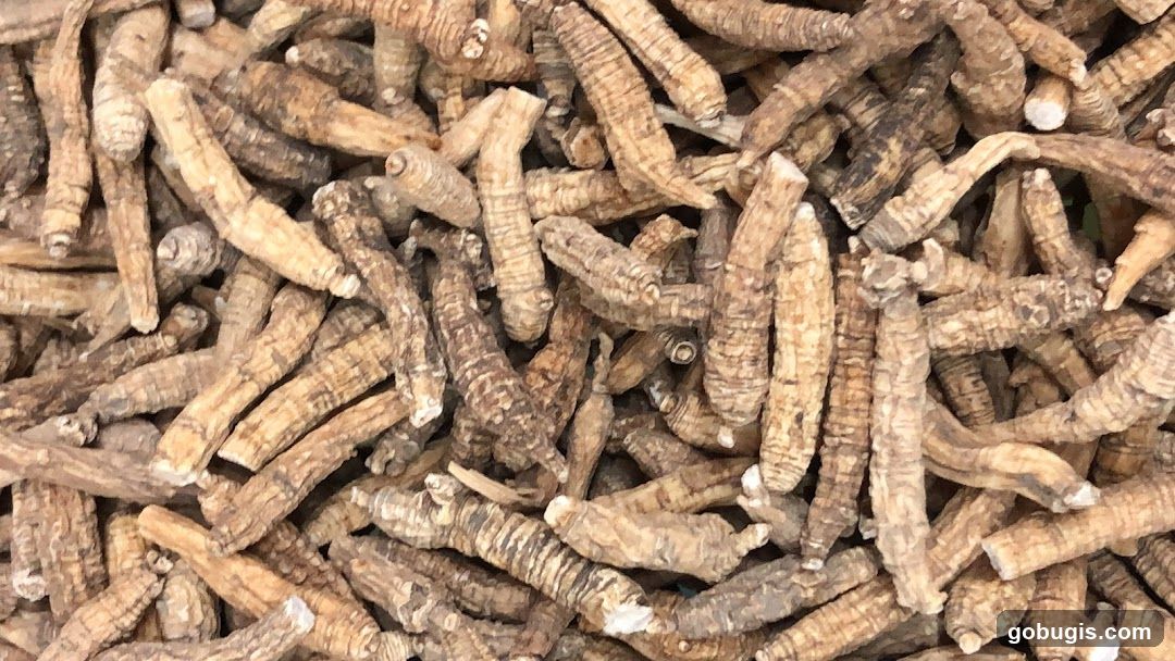 Dried Roots