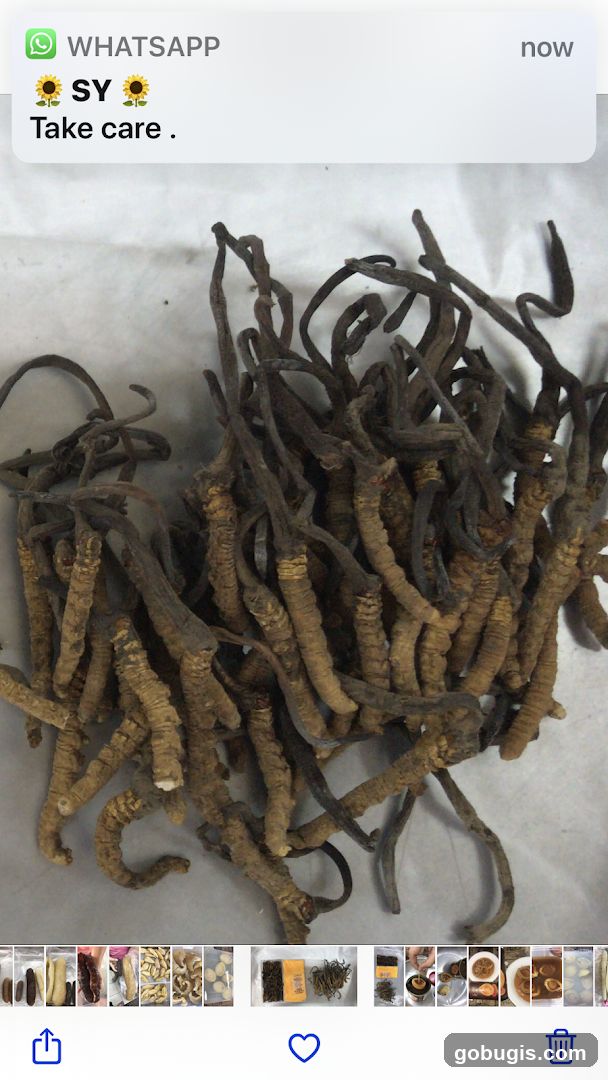 Dried Cordyceps