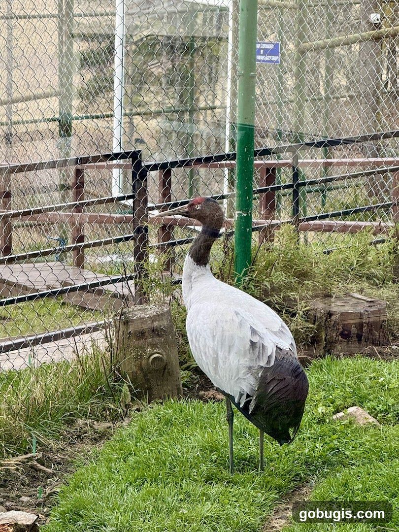 Crane in Enclosure