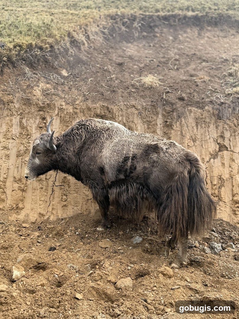 Yak on a Slope