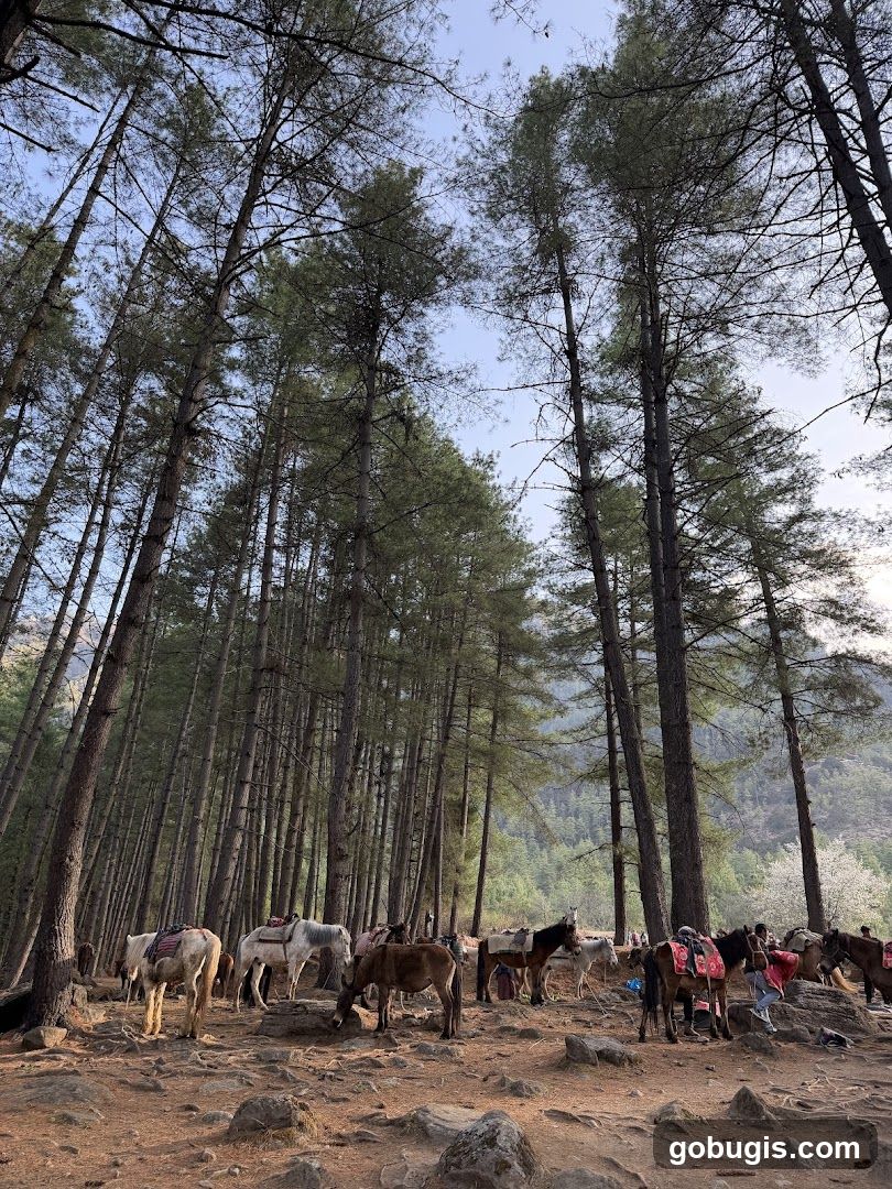 Horses and donkeys in a pine forest