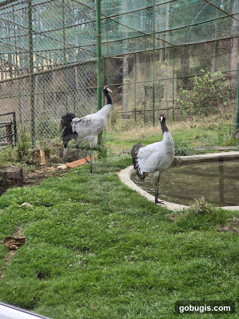 Two cranes in an enclosure