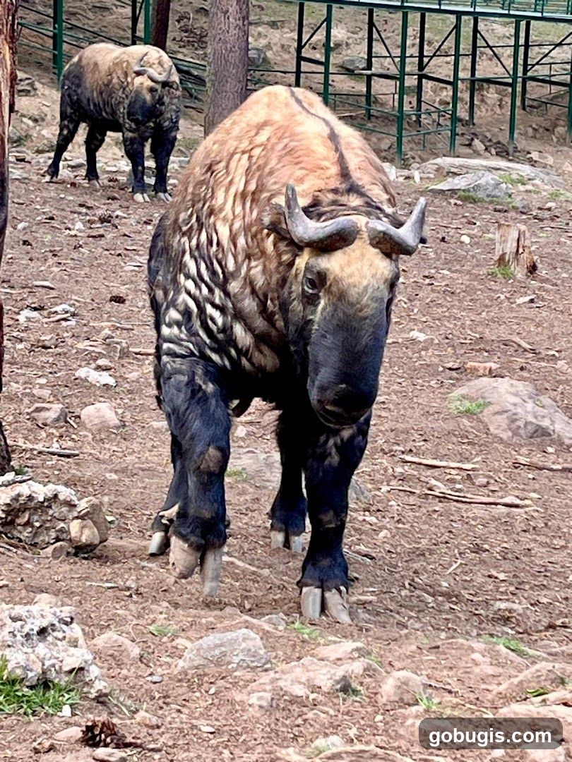 Takin in enclosure