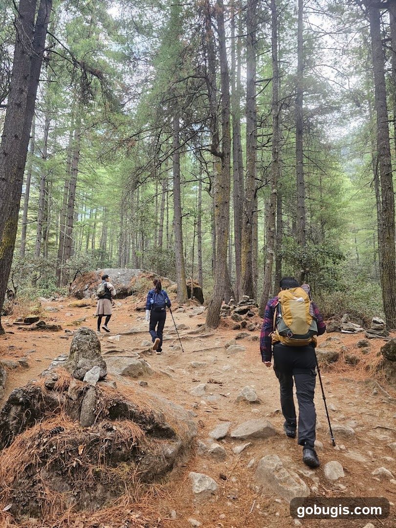 Hikers on a forest trail