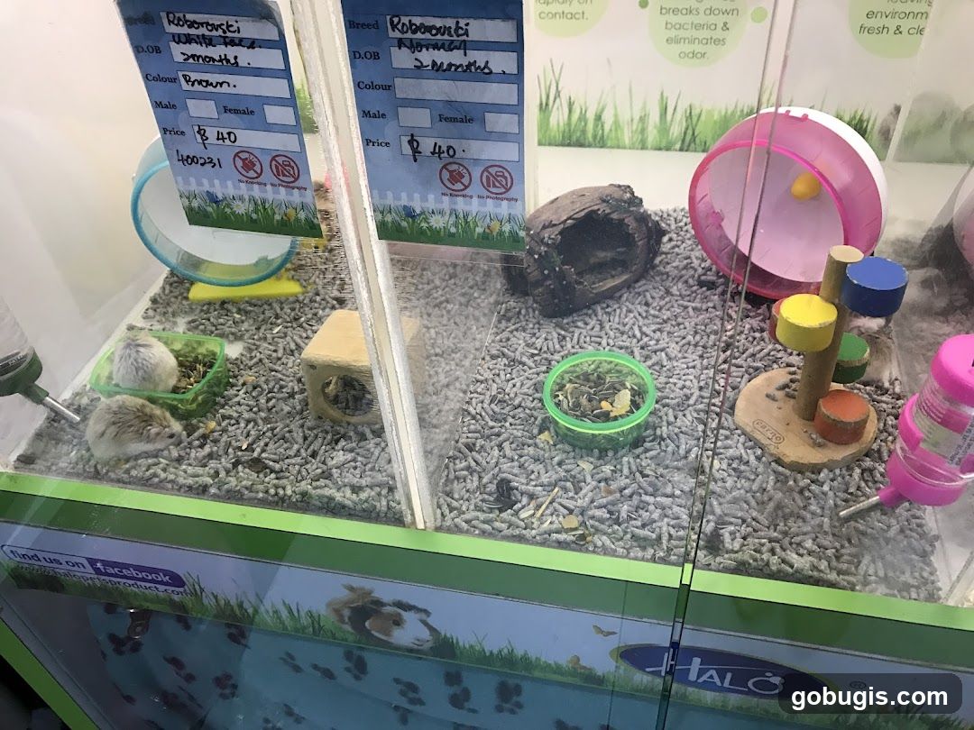 Hamster enclosure with information cards