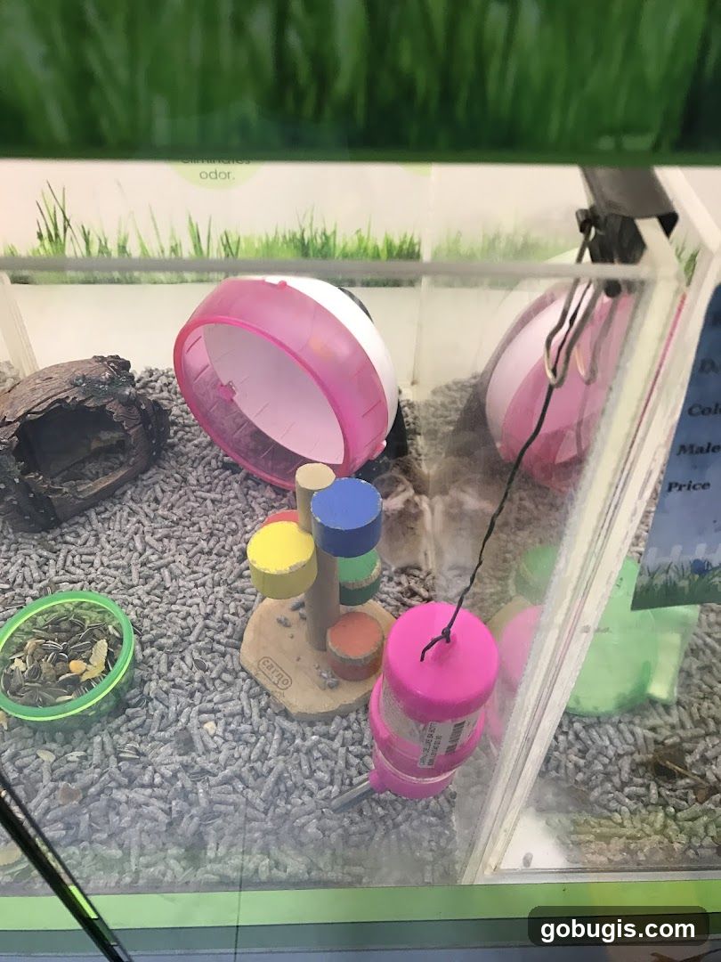 Hamster Habitat