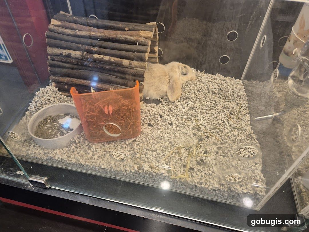 Rabbit in a habitat