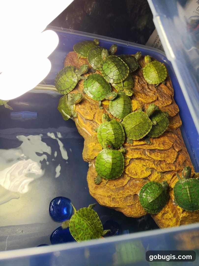 Baby Turtles Under a Heat Lamp