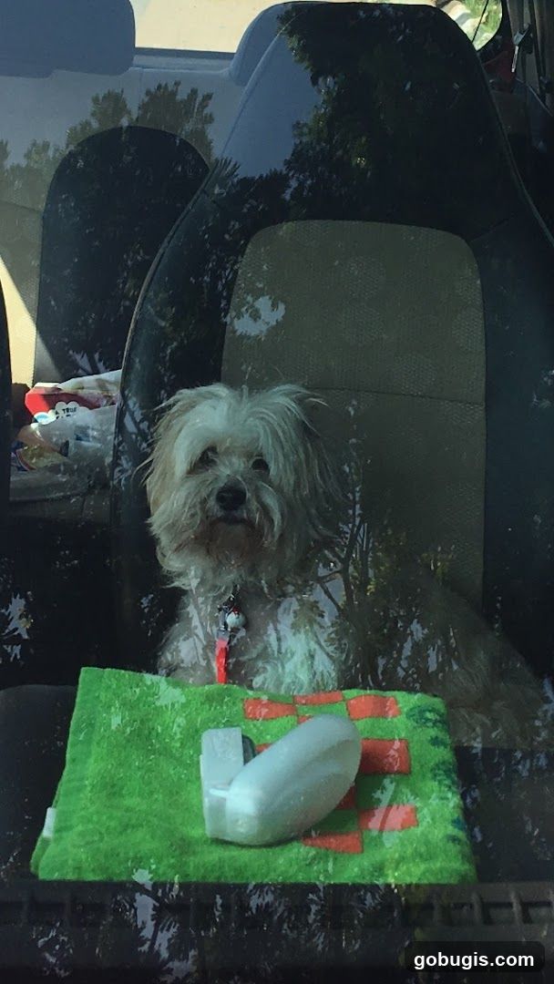 Dog in car