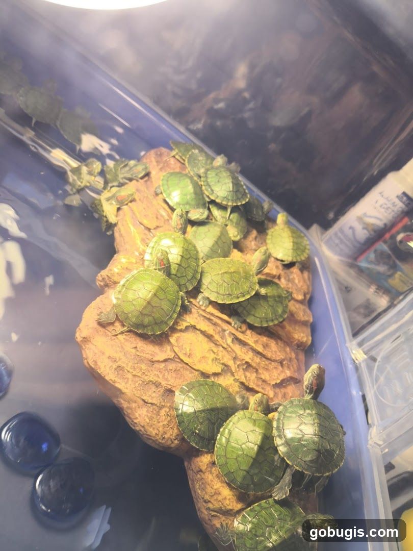 Baby Turtles on a Log