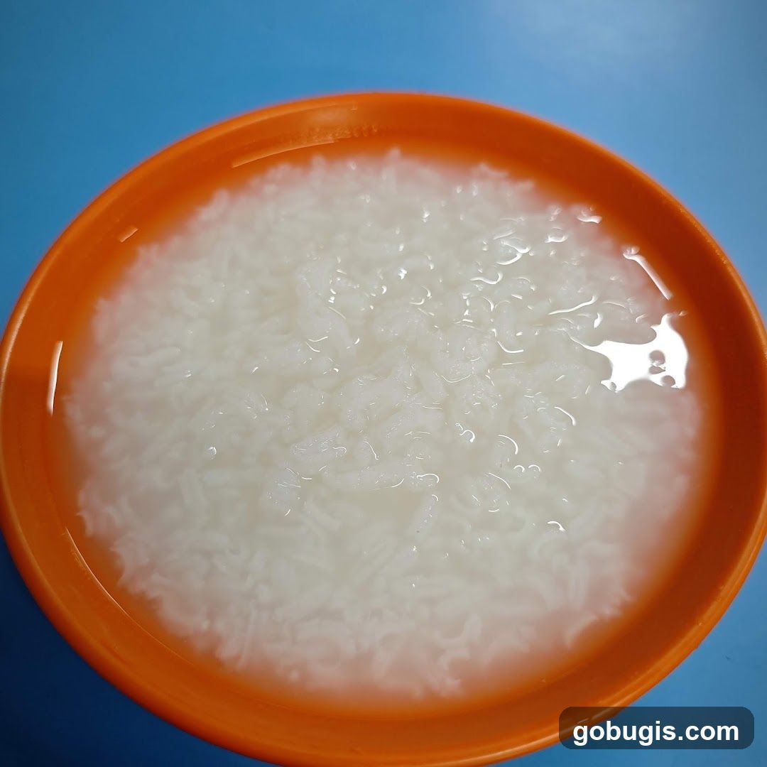 Bowl of Congee