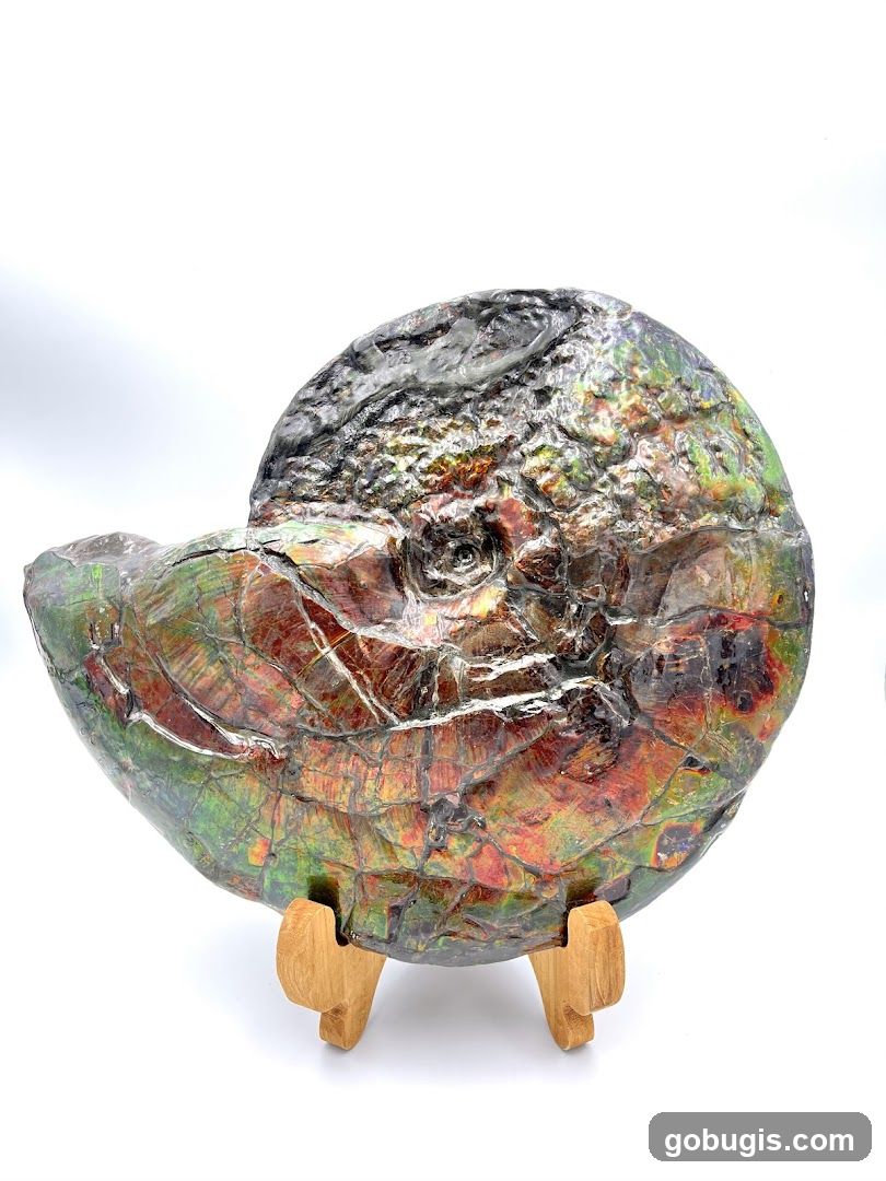 Fossilized Ammonite on Display Stand