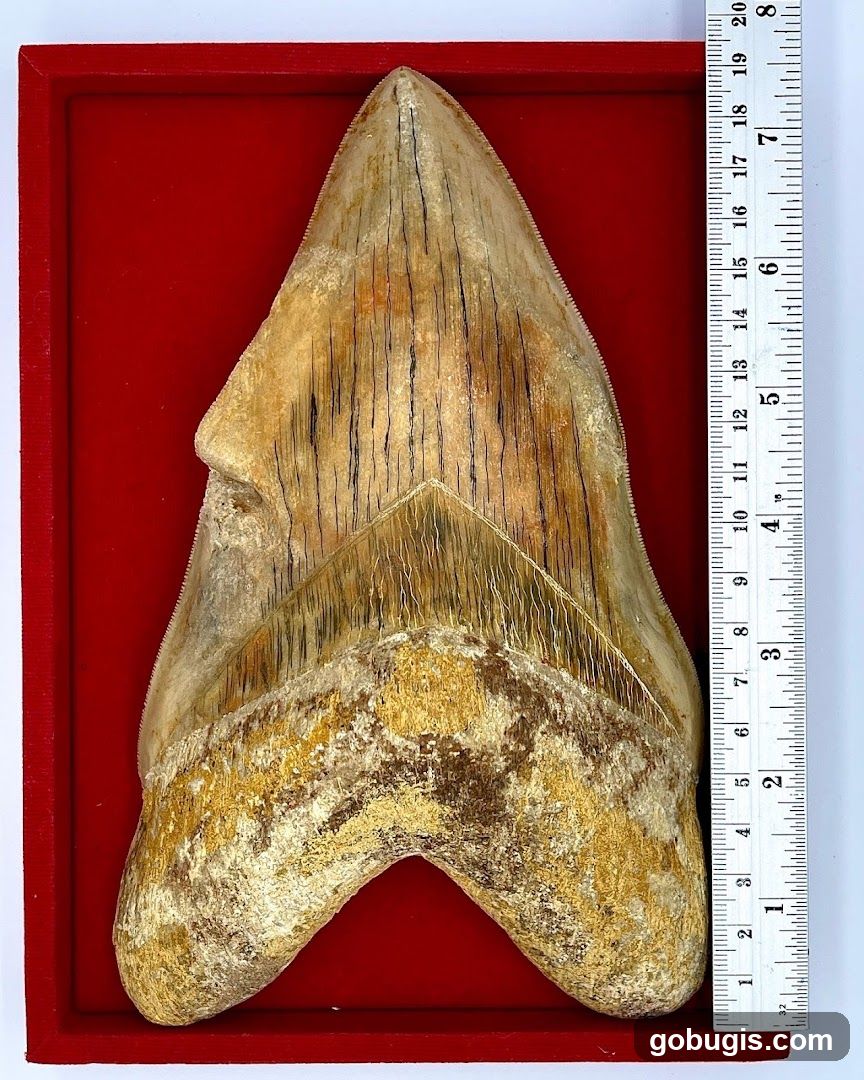 Fossilized Shark Tooth