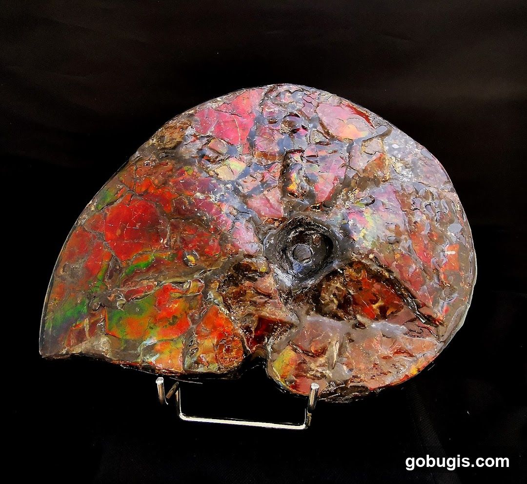 Fossilized Ammonite Shell