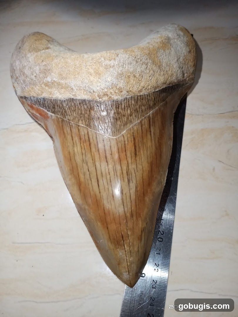 Fossilized Shark Tooth