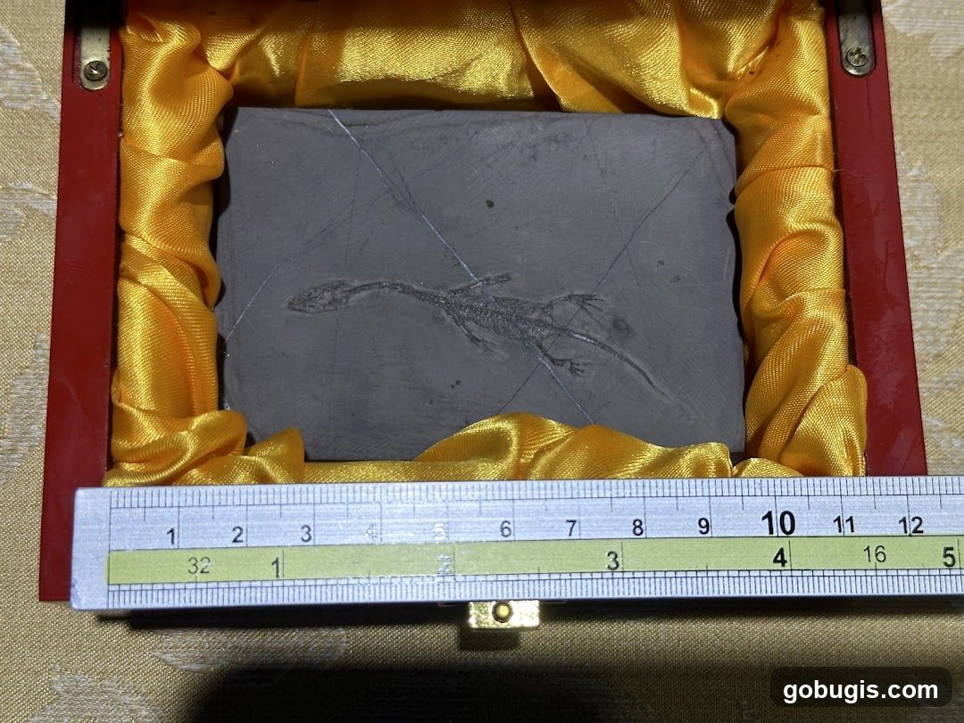 Fossilized Lizard in Display Box