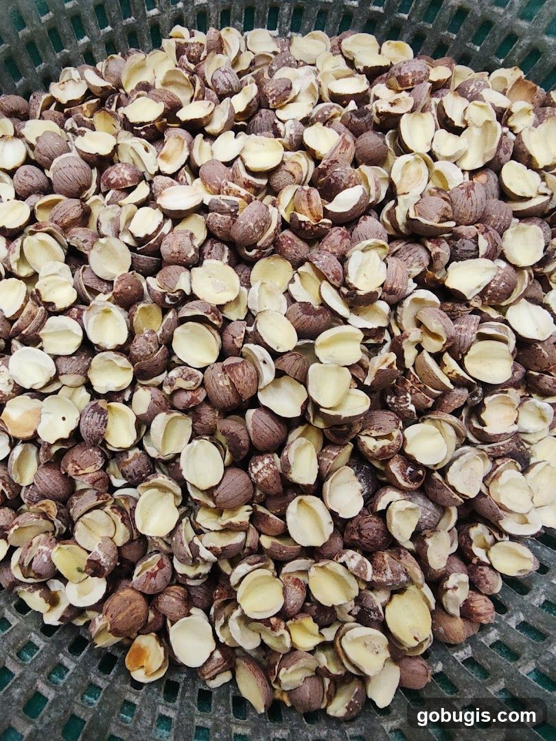 Dried Lotus Seeds