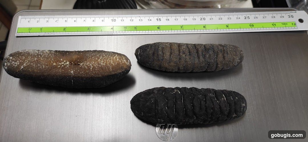Three Dried Sea Cucumbers on a Scale