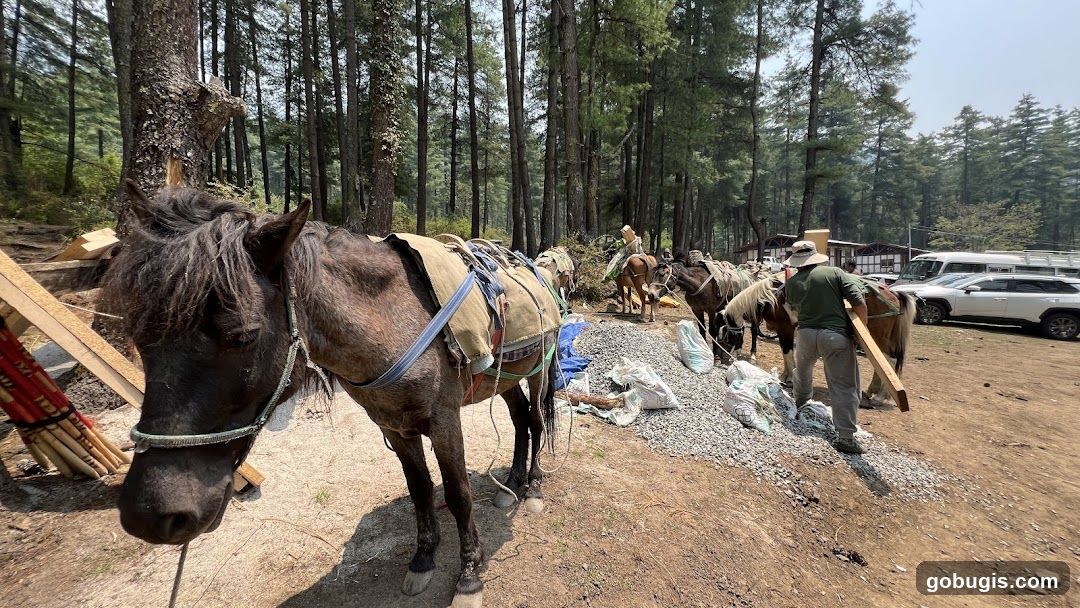 Horses and workers in a forest clearing