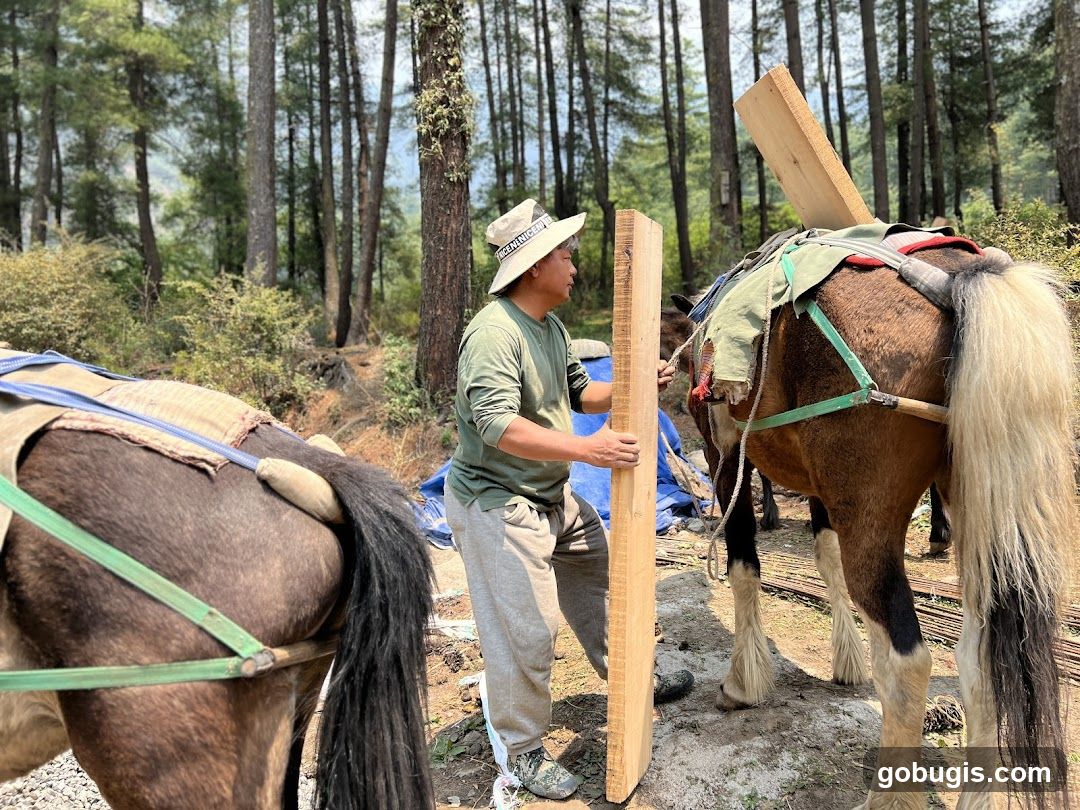 Man loading lumber onto horses