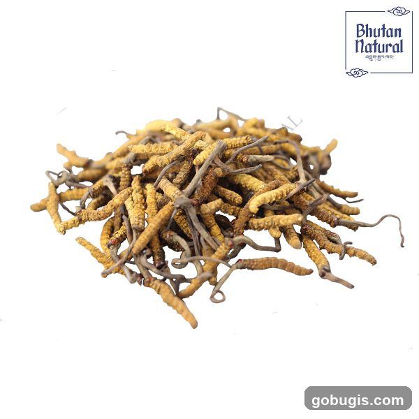Cordyceps Sinensis