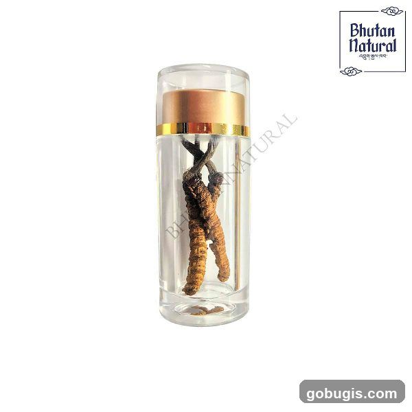 Cordyceps Sinensis