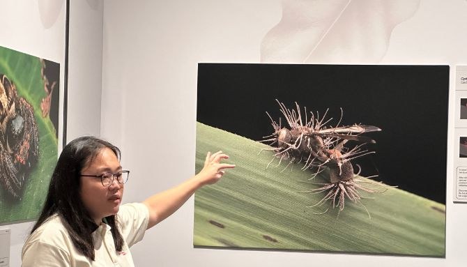 Guide pointing at bristly insect photographs in Hidden World, Gallery@L3, Fort Canning Centre