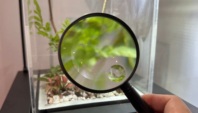 Visitor using a magnifying glass on a live insect tank at Hidden World, Fort Canning Centre