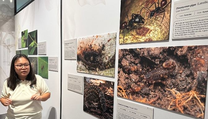 Giant forest ant and soil invertebrate prints in Treasures of Singapore, Fort Canning Centre