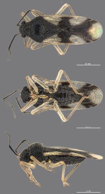 Specimen plate of Ernestinus singaporensis, described in 2026 from Fort Canning Park and Singapore Botanic Gardens