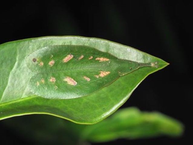 Leaf-mimic katydid Phyllomimus inversus, a photograph in Hidden World at Fort Canning Centre